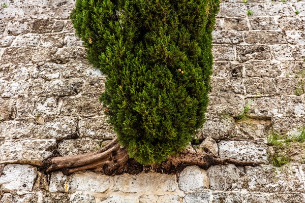 Tree root on the fortress wall