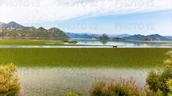 Natural paradise and national park Lake Scutari