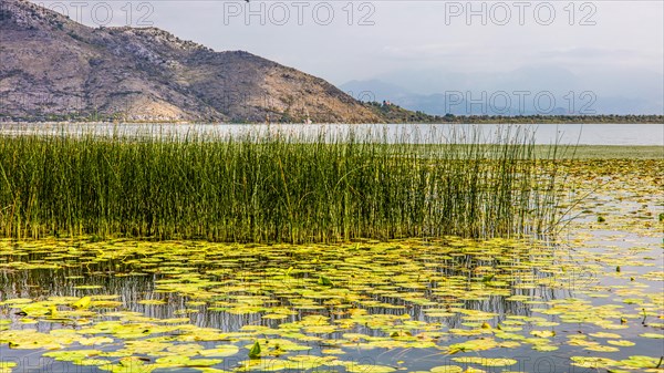 Natural paradise and national park Lake Scutari