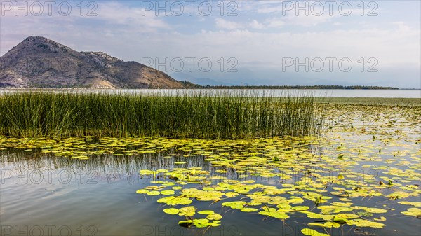 Natural paradise and national park Lake Scutari