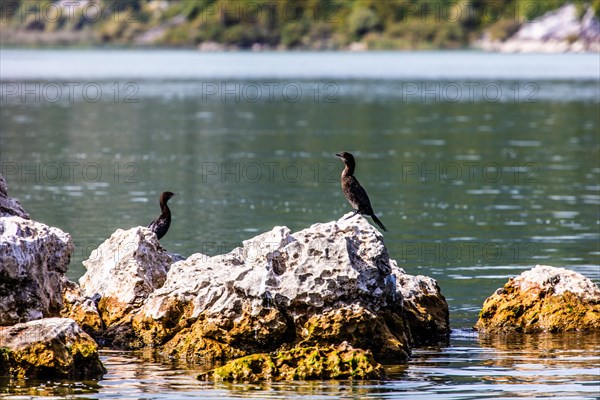 Natural paradise and national park Lake Scutari