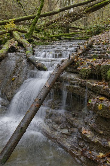 Cascades in the ravine forest