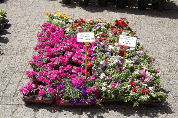 Colourful blooming flowers with price tags at a flower market