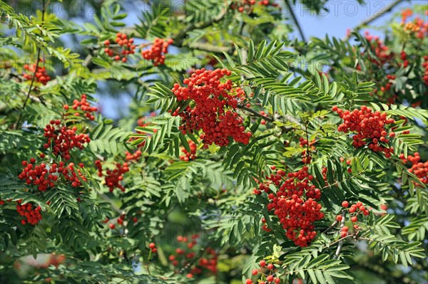 Red berries of European Rowan