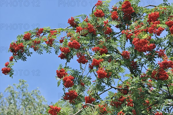 Red berries of European Rowan