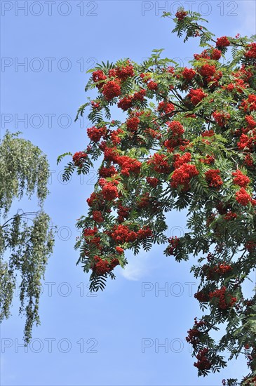 Red berries of European Rowan