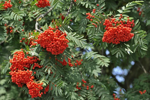 Red berries of European Rowan