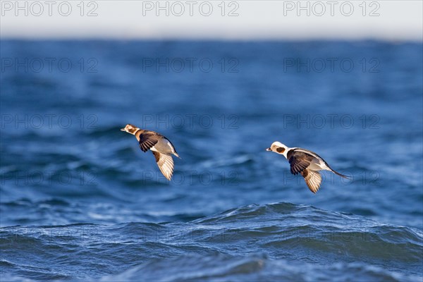 Long-tailed duck