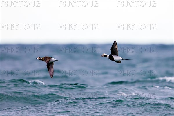 Long-tailed duck