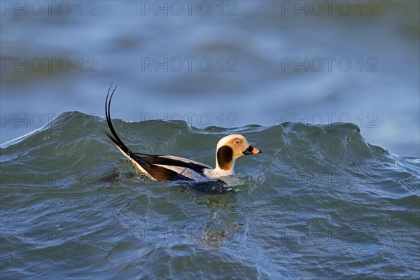 Long-tailed duck