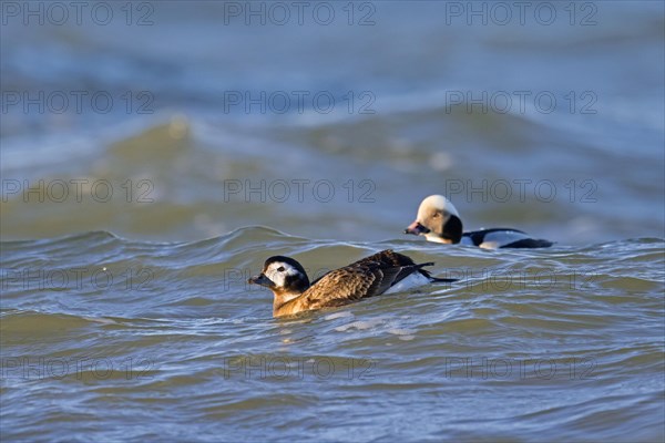 Long-tailed duck