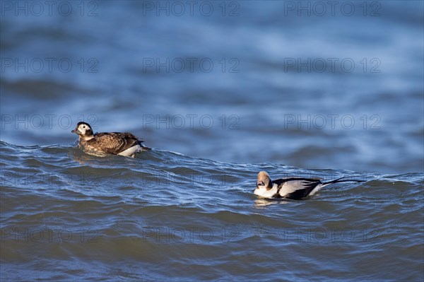 Long-tailed duck