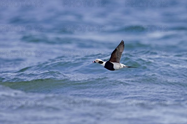 Long-tailed duck