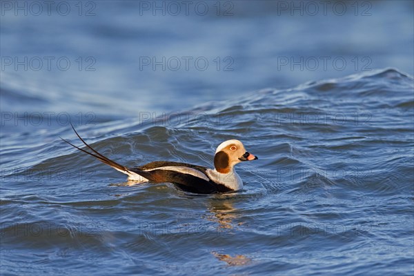 Long-tailed duck