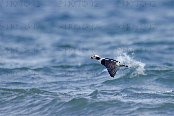 Long-tailed duck