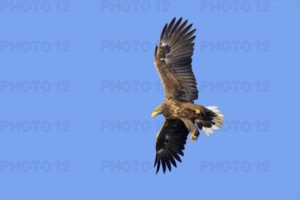 White-tailed eagle