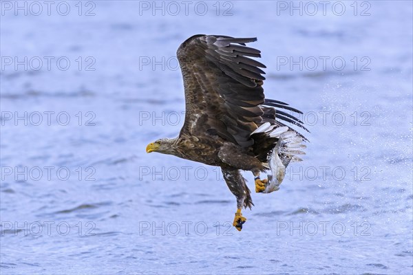 White-tailed eagle