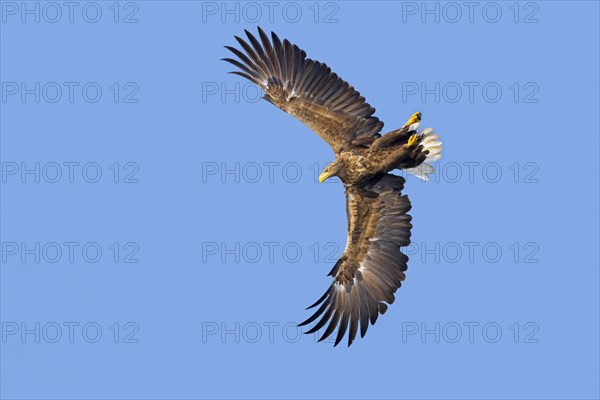 White-tailed eagle