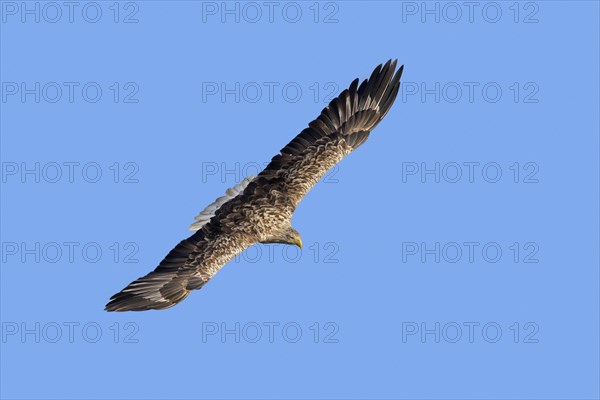 White-tailed eagle