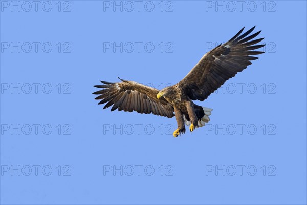 White-tailed eagle