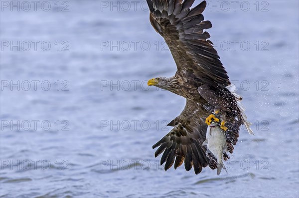 White-tailed eagle