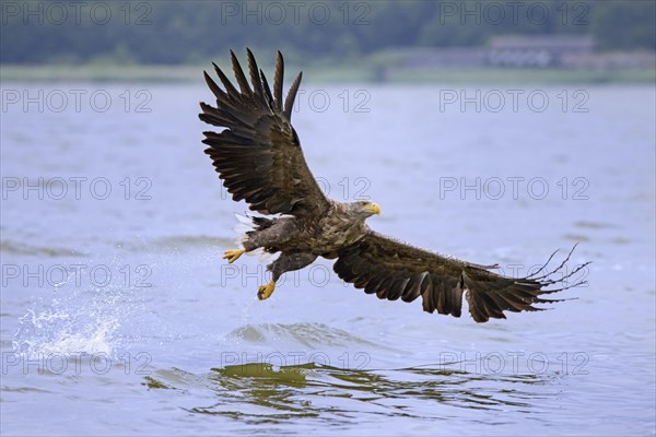 White-tailed eagle