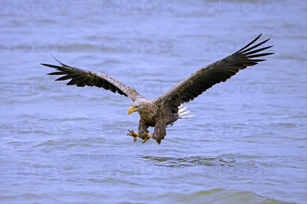 White-tailed eagle