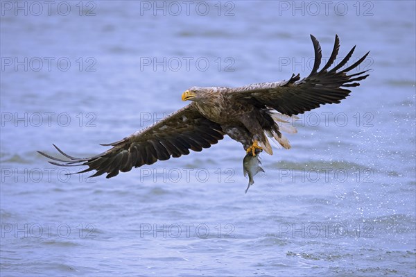 White-tailed eagle