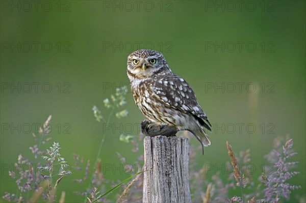 Little owl