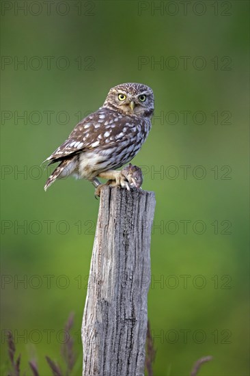 Ringed little owl