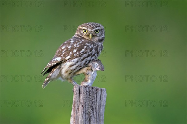 Ringed little owl