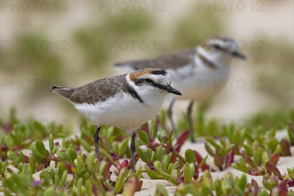 Male and female Kentish plover