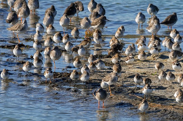 Wading birds