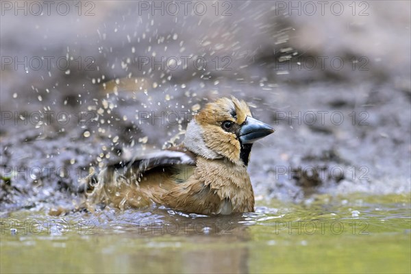 Hawfinch