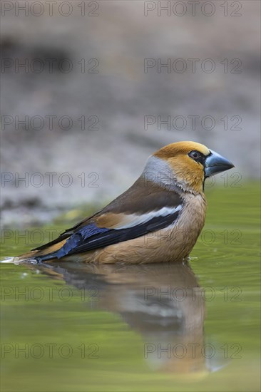 Hawfinch