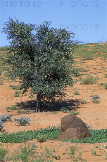 Termite mound of Snouted Harvester Termites and Camelthorn tree in the Kalahari desert