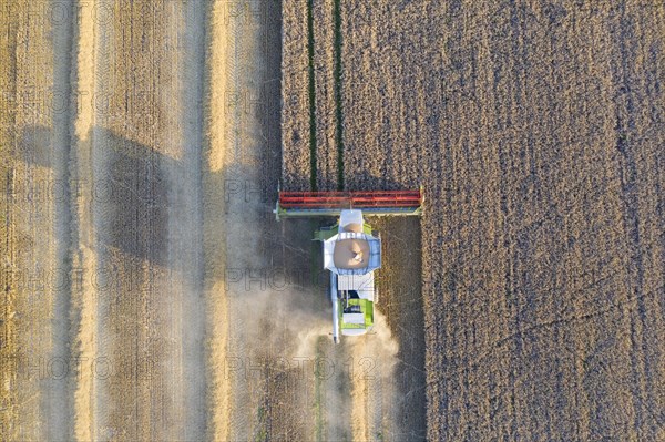 Aerial view over combine harvester harvesting oilseed rape