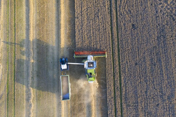 Aerial view over combine harvester and tractor with trailer harvesting oilseed rape