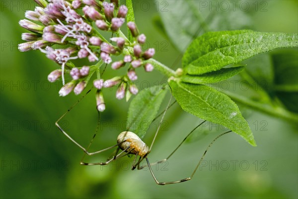 Harvestman