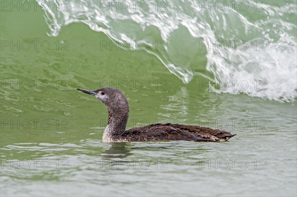 Red-throated loon