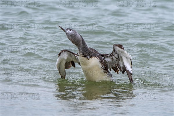 Red-throated loon