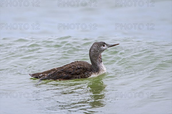 Red-throated loon