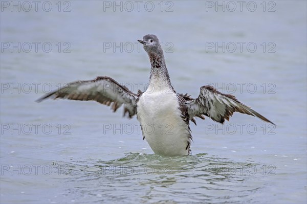 Red-throated loon