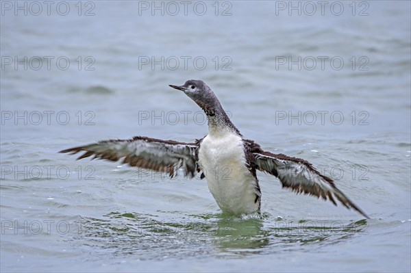 Red-throated loon