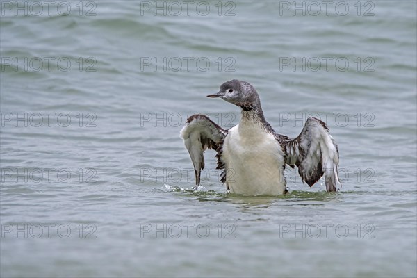 Red-throated loon