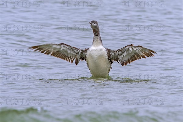 Red-throated loon