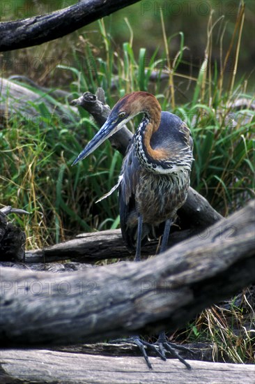 Goliath heron