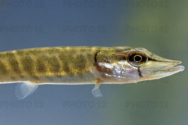 Young northern pike