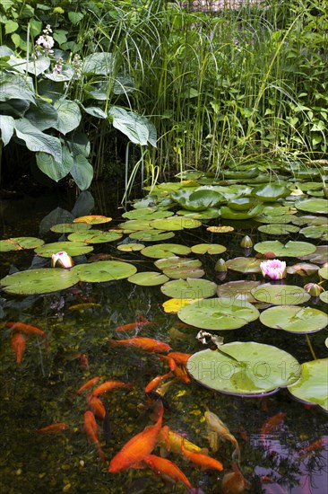 Goldfish in garden pond with water lilies