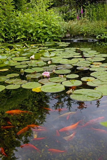 Goldfish in garden pond with water lilies